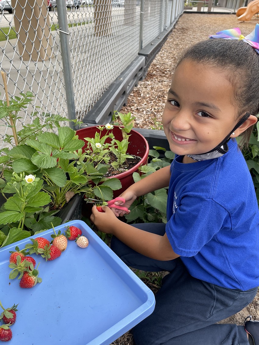 Nathalie Lopez Change, a kindergartner at Tara Elementary, harvests strawberries. Courtesy photo.