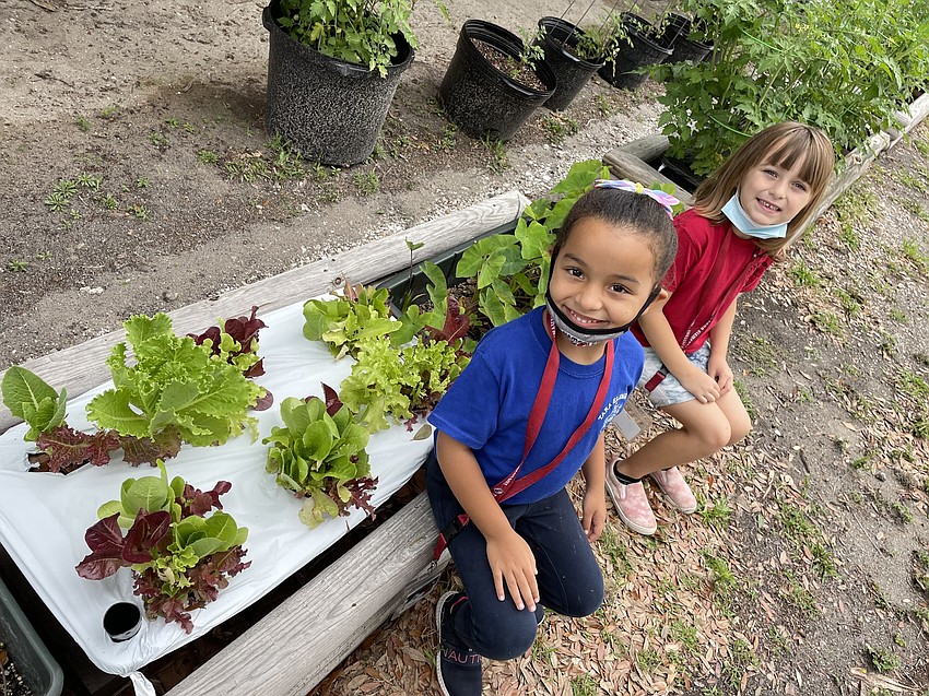 Nathalie Lopez Chang and Kylie Mathis, kindergartners at Tara Elementary School, tend to the lettuce box.
