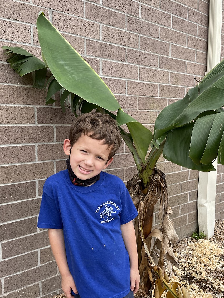 Nathan Owen, a kindergartner at Tara Elementary School, loves seeing the banana tree produce bananas. Courtesy photo.