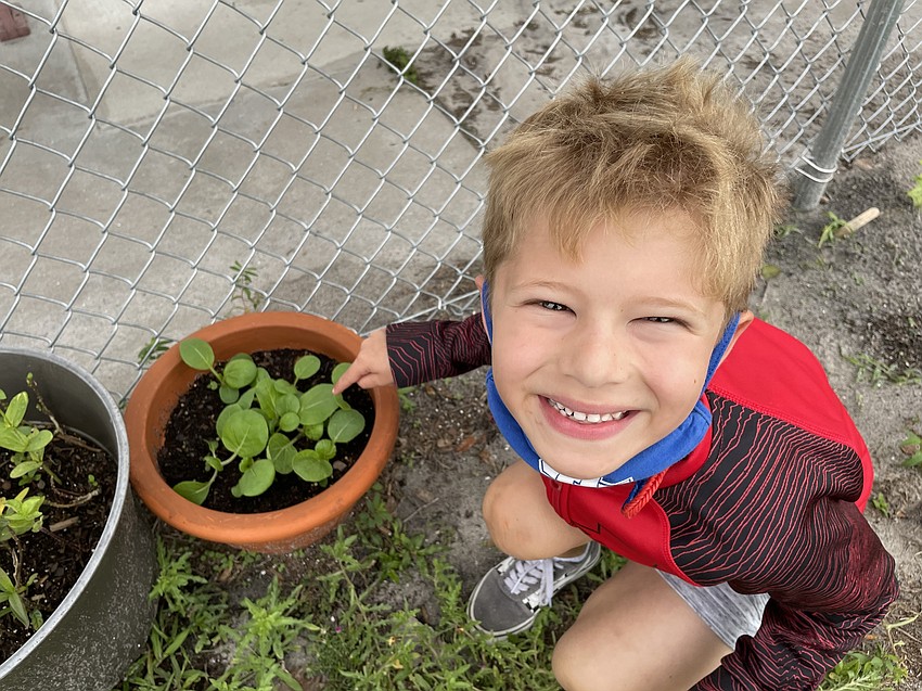 Brody Winch, a kindergartner at Tara Elementary School, shows off the Bok Choy the students planted. Courtesy photo.