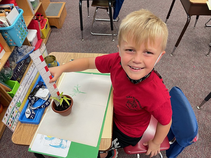 Tara Elementary School kindergartner Grayson Eaton measures the growth of his bean plan and documents it in his garden journal. Courtesy photo.