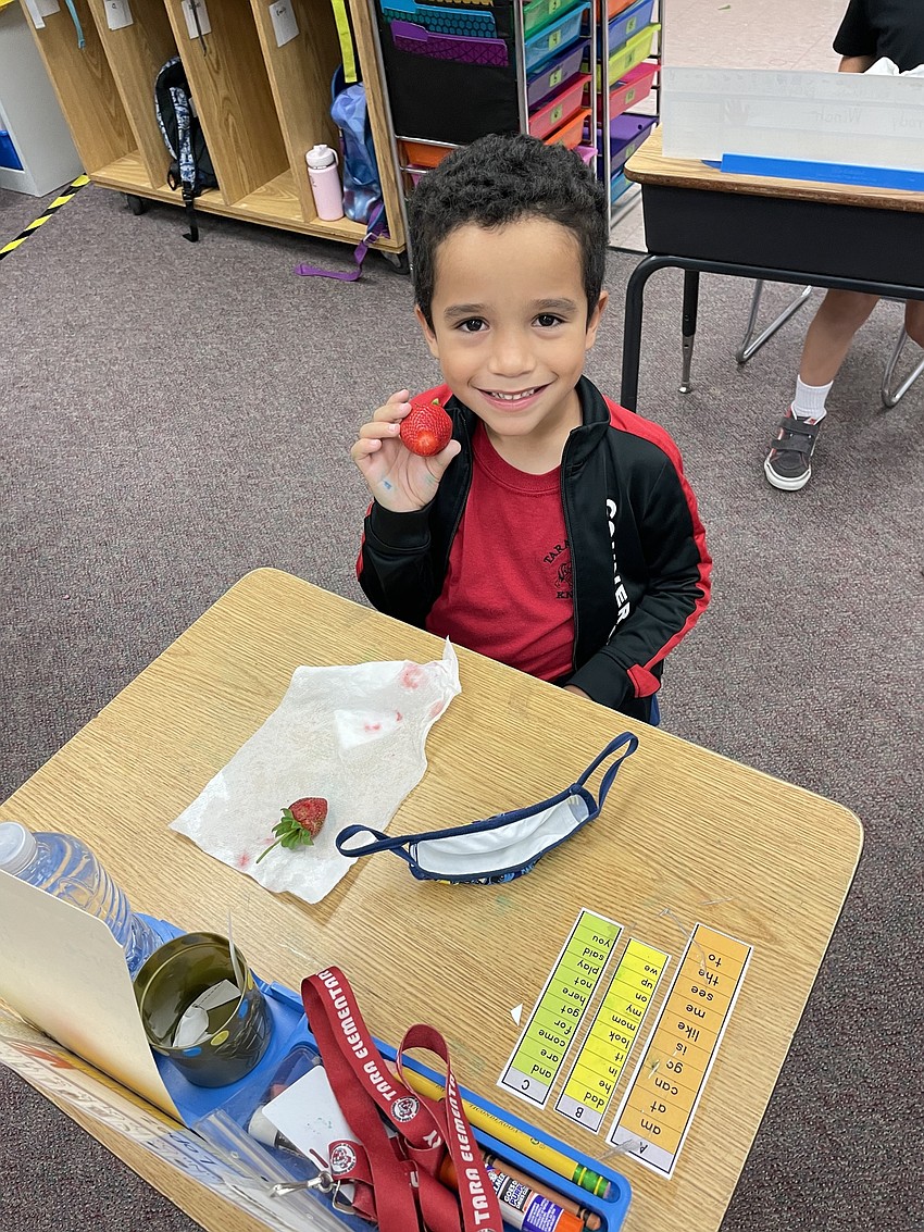 Nathan Lopez Chang, a Tara Elementary School kindergartner, enjoys some of the strawberries that were harvested from the school garden. Courtesy photo.