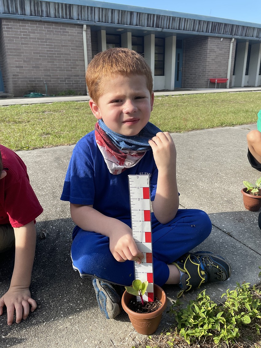Benjamin Coronado, a kindergartner at Tara Elementary School, checks the growth of his plant. Courtesy photo.