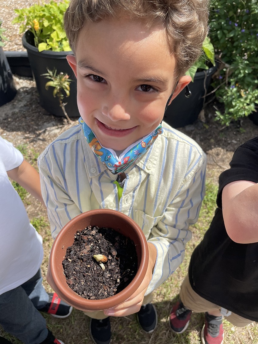 Tara Elementary School kindergartner Landon Flores shows his sprouting bean seed. Courtesy photo.