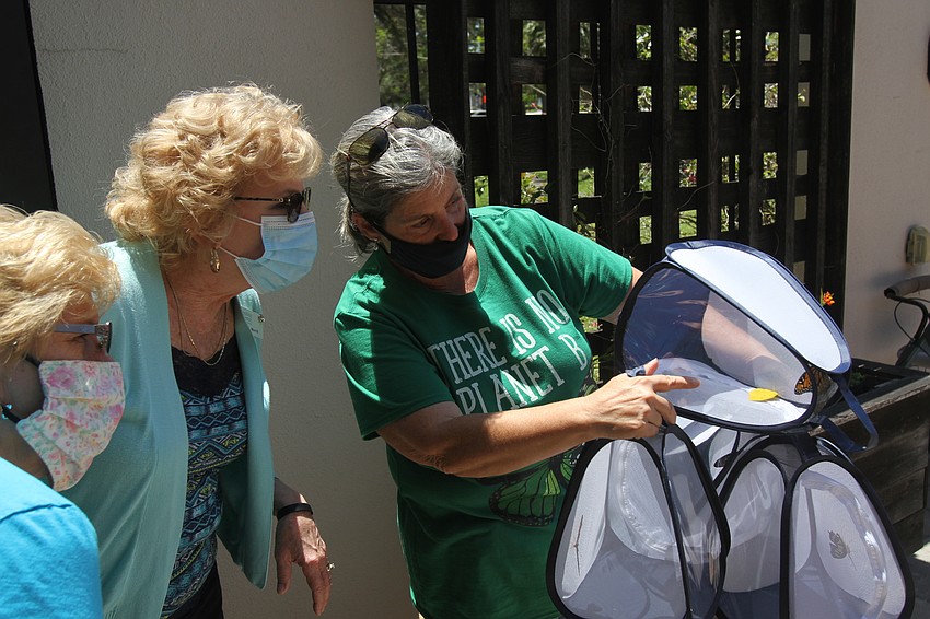 Susan Morris teaches staff about the different butterfly species.