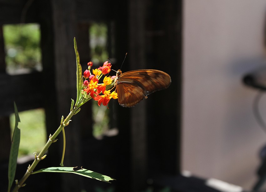 Several butterflies rest at the center's garden area.
