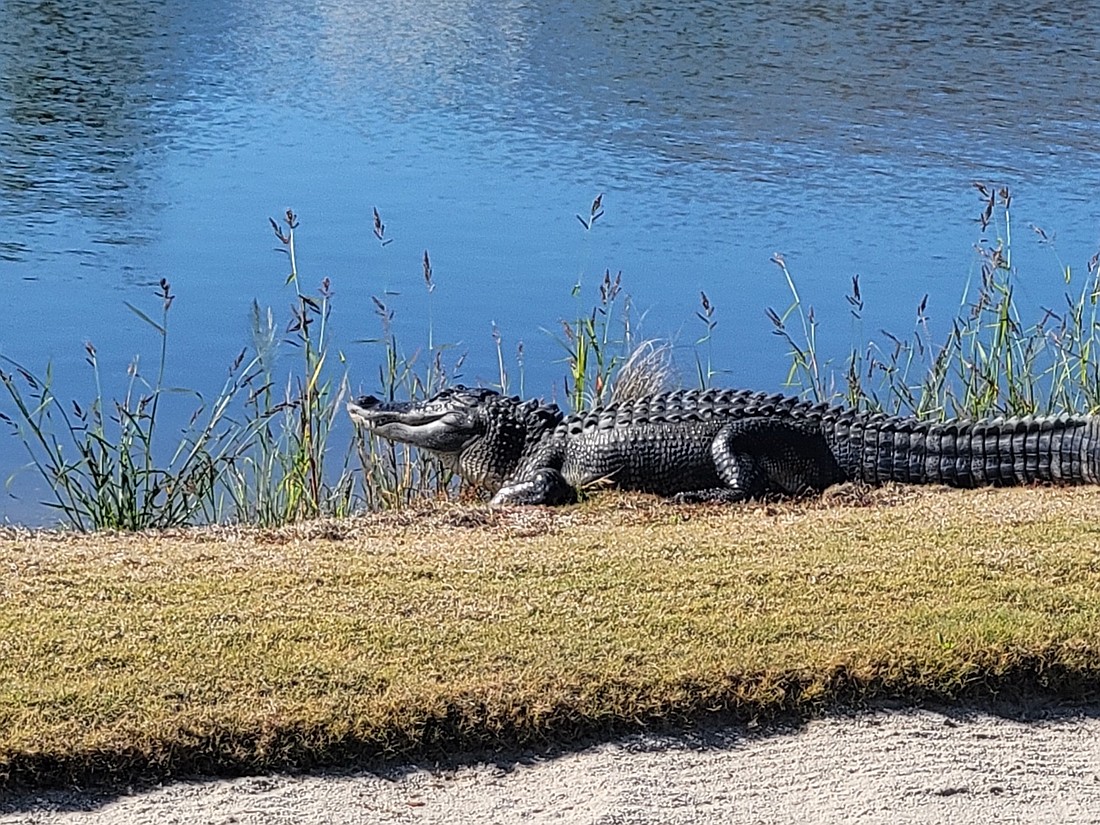 An alligator rests at the edge of a pond in Heritage Harbour, where two residents started a Nextdoor group to advocate against the removal of alligators from ponds in East County communities. Courtesy photo.