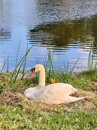 One of the winners, taken by Renee Odell, shows the swan Greta.