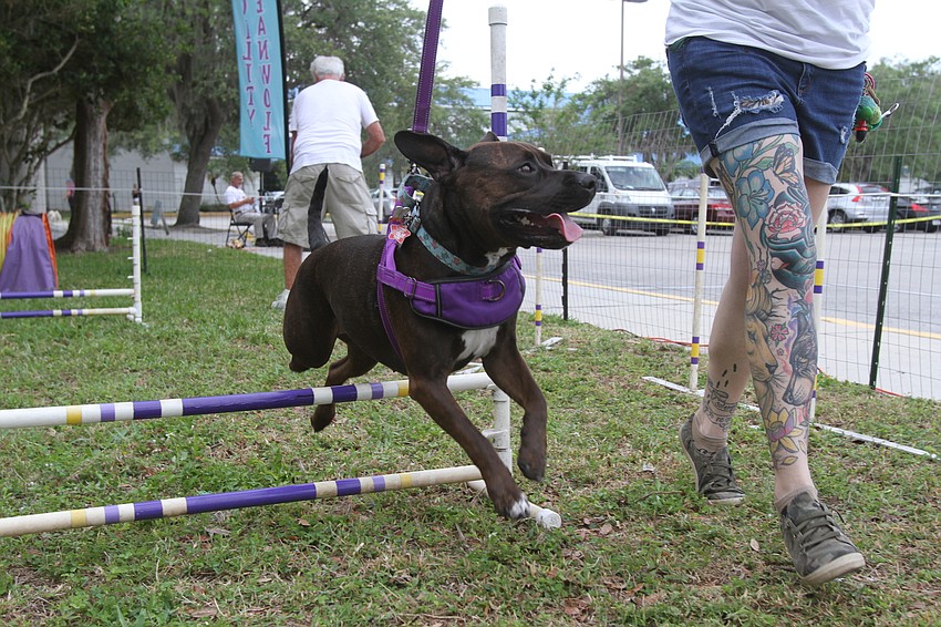 Jennifer Beal leads Willow the dog jumping over obstacles at the OceanWolf Agility area.