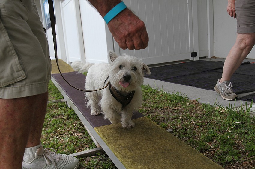 Bill Allen walks Brody the dog over obstacles at the OceanWolf Agility area.