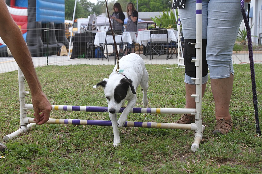 Alissa Sullivan walks Brody the dog through obstacles at the OceanWolf Agility area.
