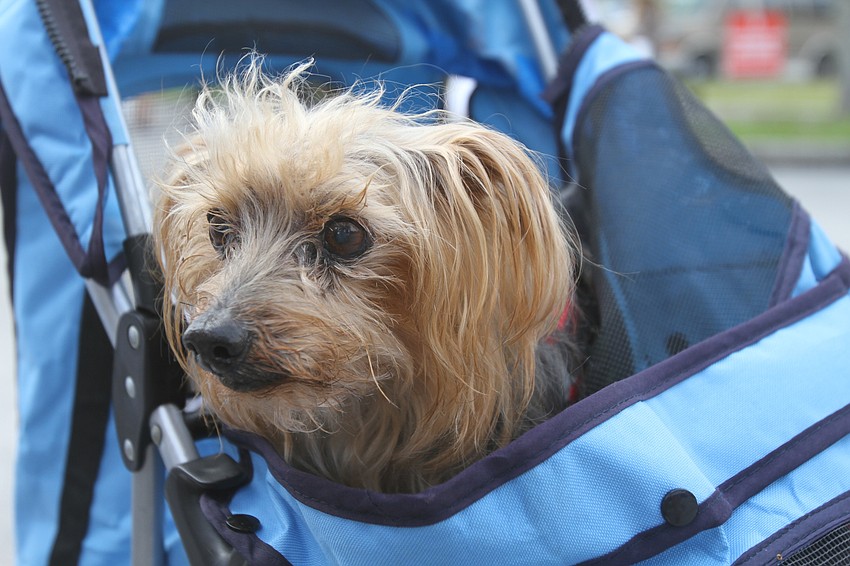 Milow the emotional support dog