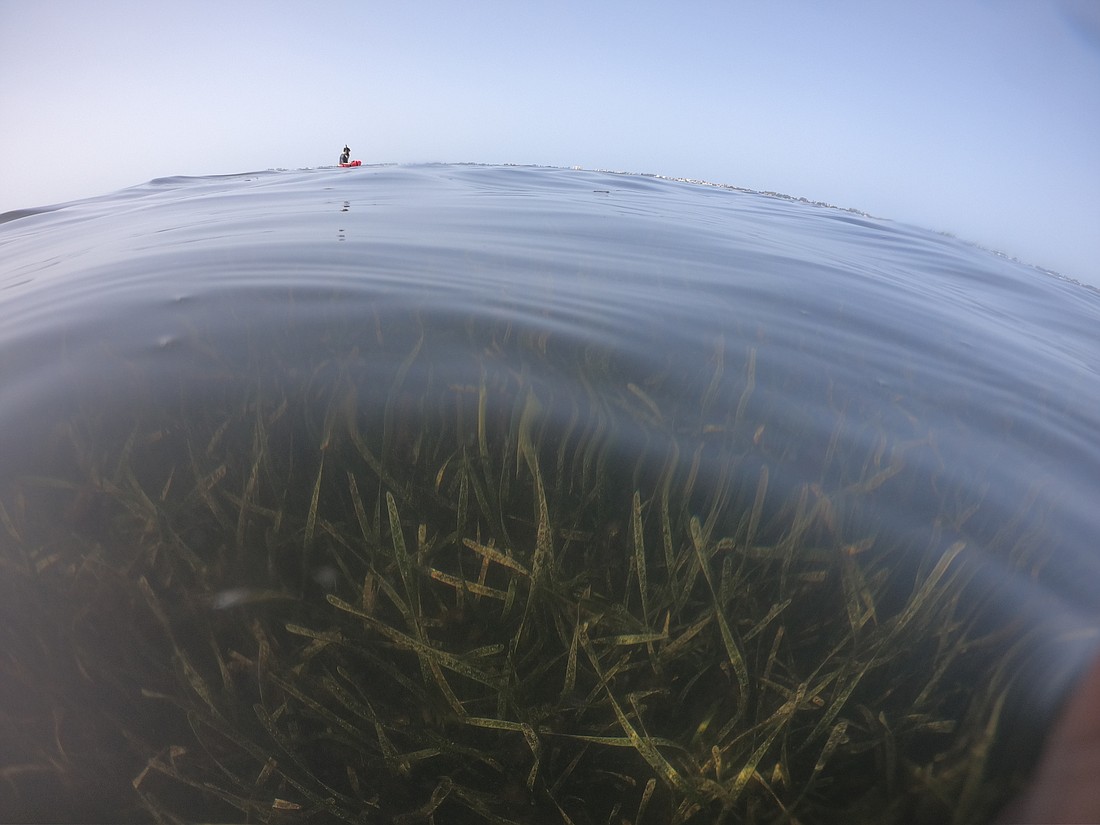 About 2,300 acres of sea grass has been lost.
