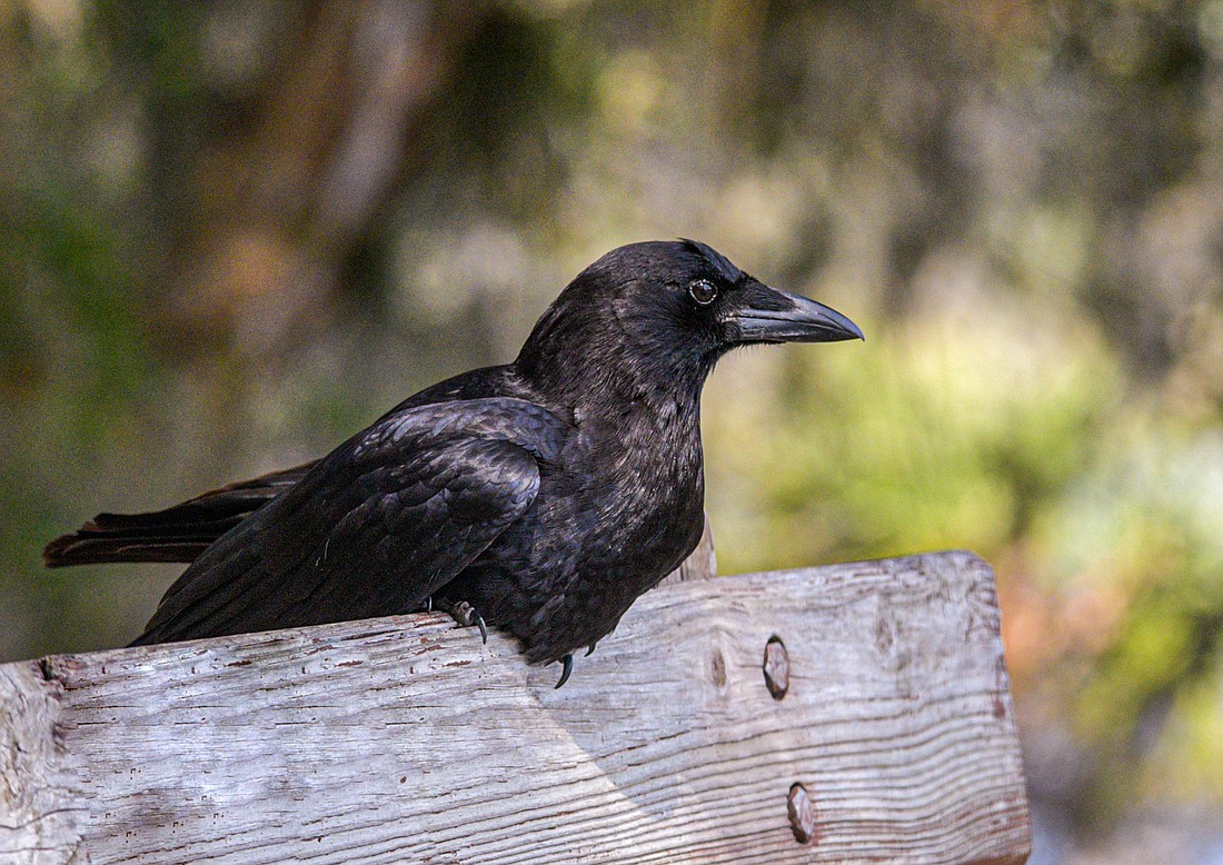 Crows are omnivores, which will eat most anything. (Miri Hardy)