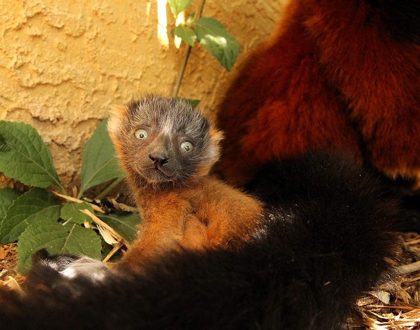 The red-ruffed lemur babies will grow quickly, reaching adult size by about eight months old. (Courtesy of Lemur Conservation Foundation)