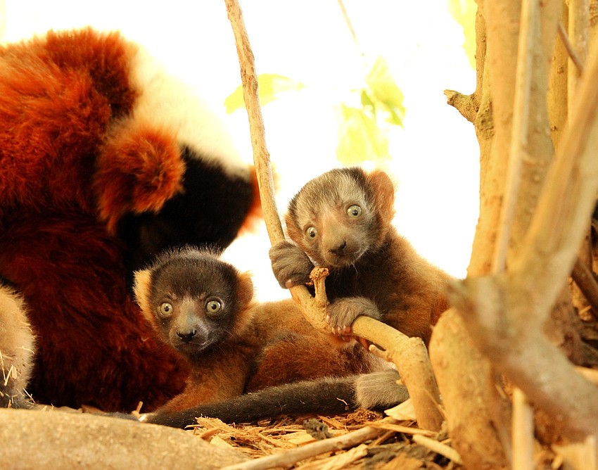 The red-ruffed lemur babies are already climbing around their enclosure, causing their mother a few headaches. (Courtesy of Lemur Conservation Foundation)