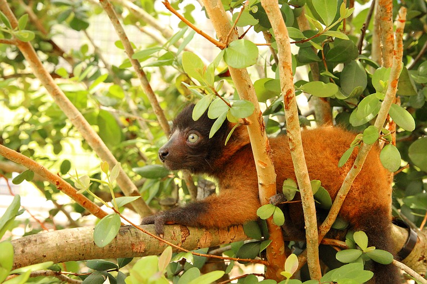 The red-ruffed lemur babies are already climbing around their enclosure, causing their mother a few headaches. (Courtesy of Lemur Conservation Foundation)