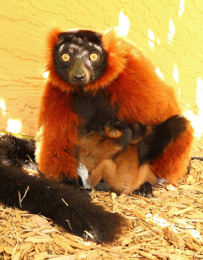 The red-ruffed lemur mother, Zazabe, immediately took well to parenthood, which isn't always the case. Her babies have already doubled their body weight. (Courtesy of Lemur Conservation Foundation)
