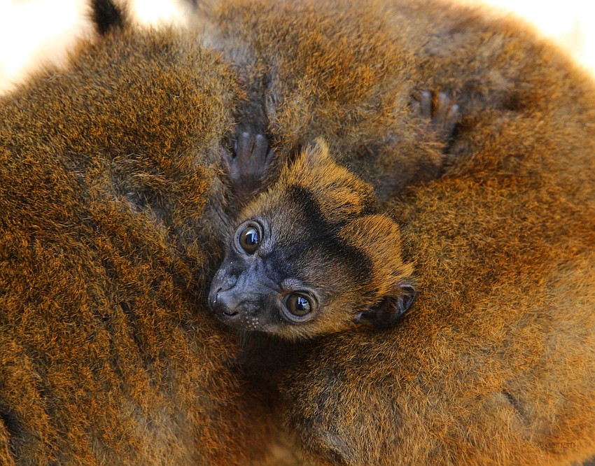 The collared brown lemur baby will likely cling to its mother, Isabelle, for another two to six weeks before moving around its enclosure. (Courtesy of Lemur Conservation Foundation)