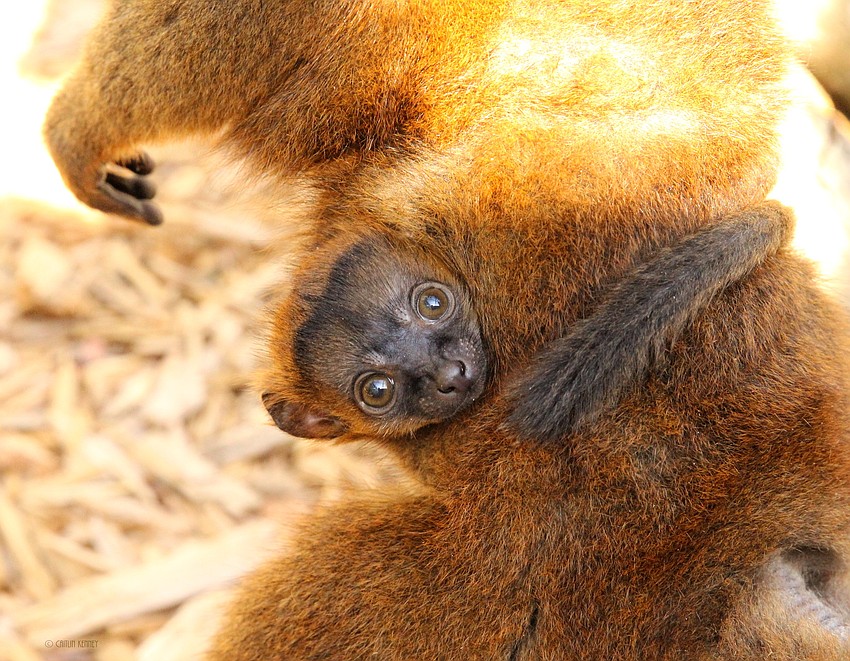 The collared brown lemur baby will likely cling to its mother, Isabelle, for another two to six weeks before moving around its enclosure. (Courtesy of Lemur Conservation Foundation)