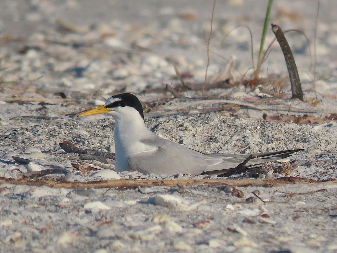 Least terns nest on North Longboat Key. Courtesy photo.