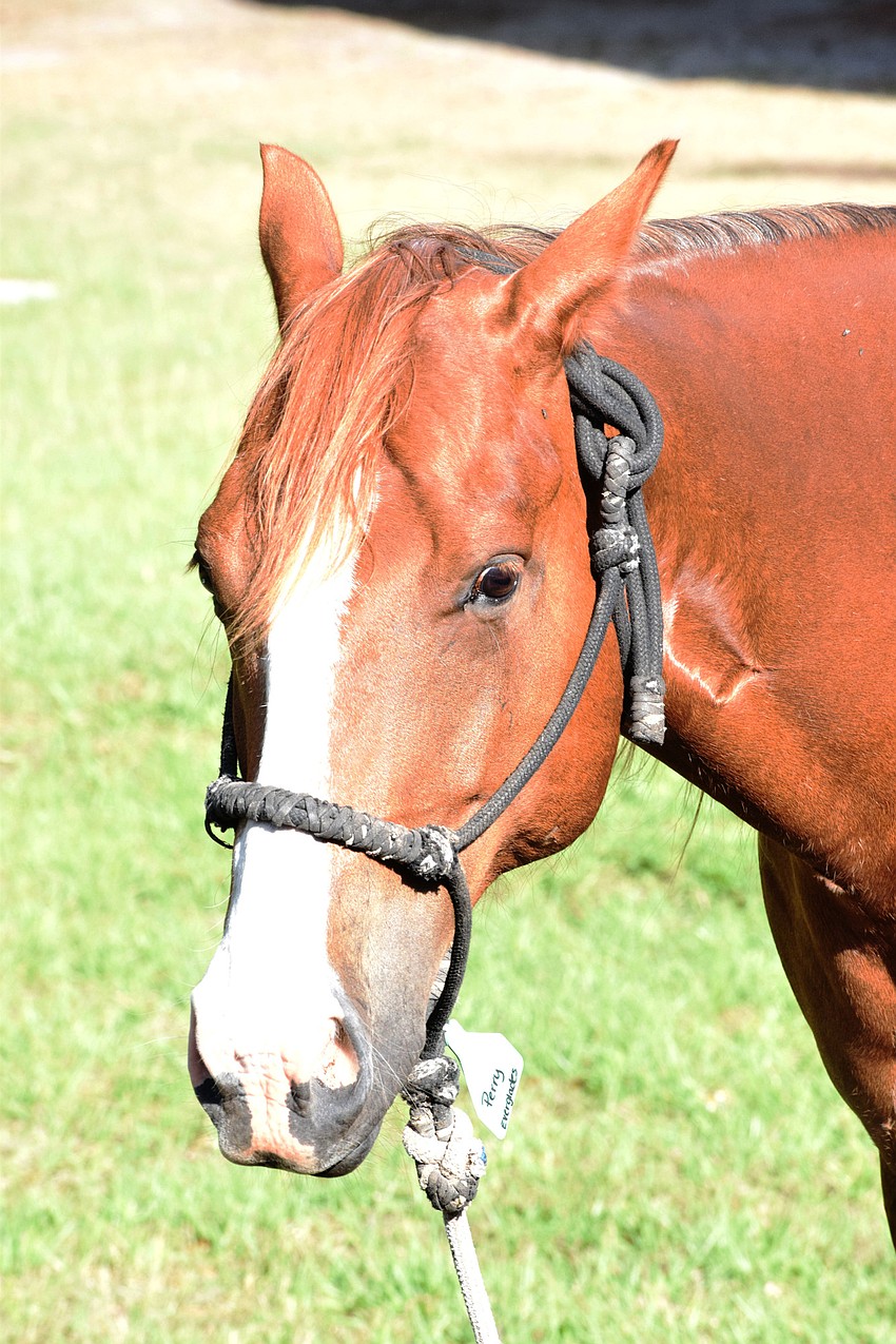 Spade, a quarter horse, says hello to students.