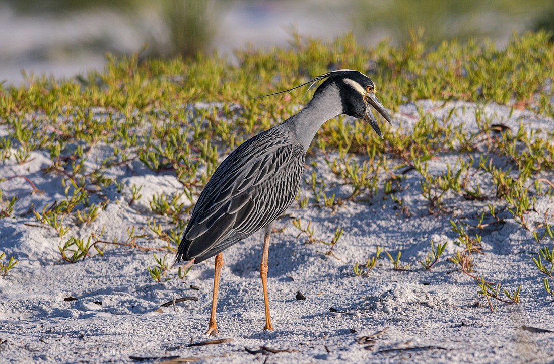The yellow-crested night heron does a fair amount of hunting during the day. Crabs are its favorite meal.