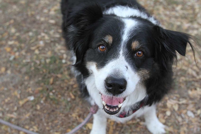 Bella says hello to strangers.