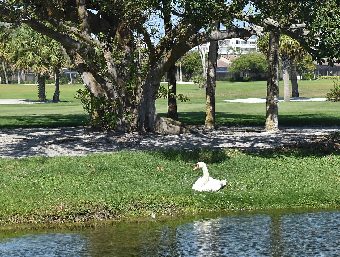 One of the swans rests by Harbourside Golf Course.