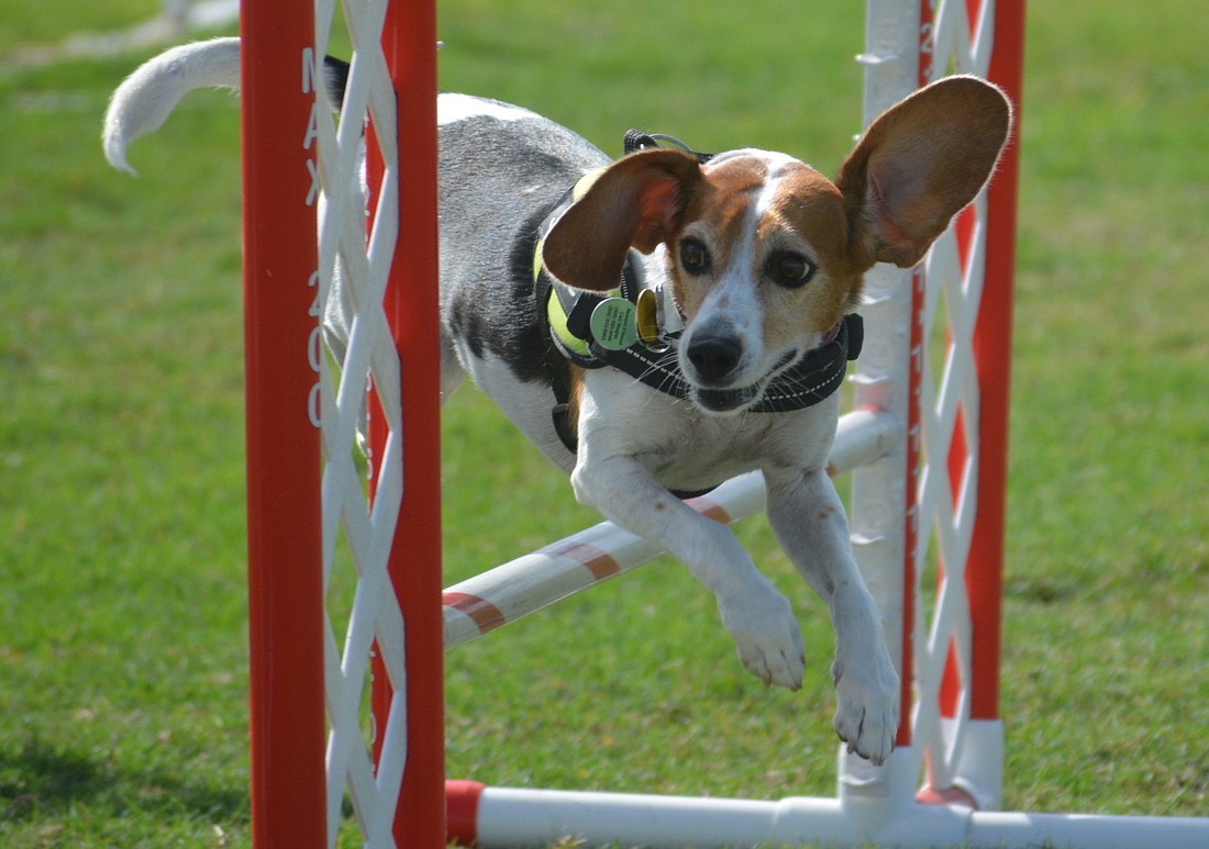 Dogs that go to the "Pups at Premier" event at the Premier Sports Campus in Lakewood Ranch June 5 will find plenty of activities.       File photo