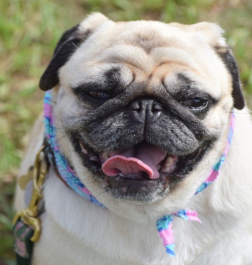 Passie the pug was loving the first Pups at Premier event in Lakewood Ranch.