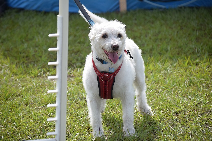 Tobey, a 13-year-old poodle-terrier, runs through the obstacle course with owner Brian Boone of Sun City.