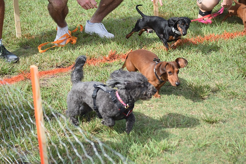 Dogs fly from the start of Running of the Pups.