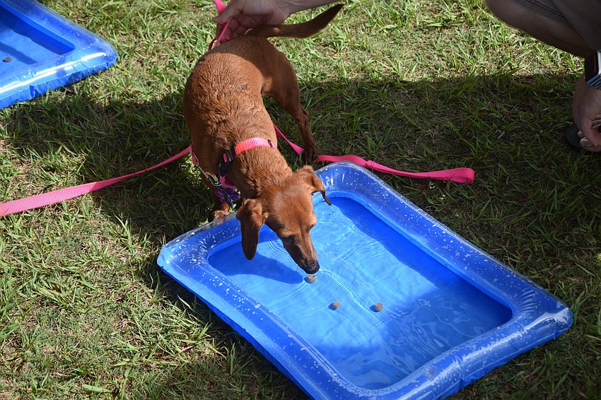 The event featured a dipping for bacon contest.