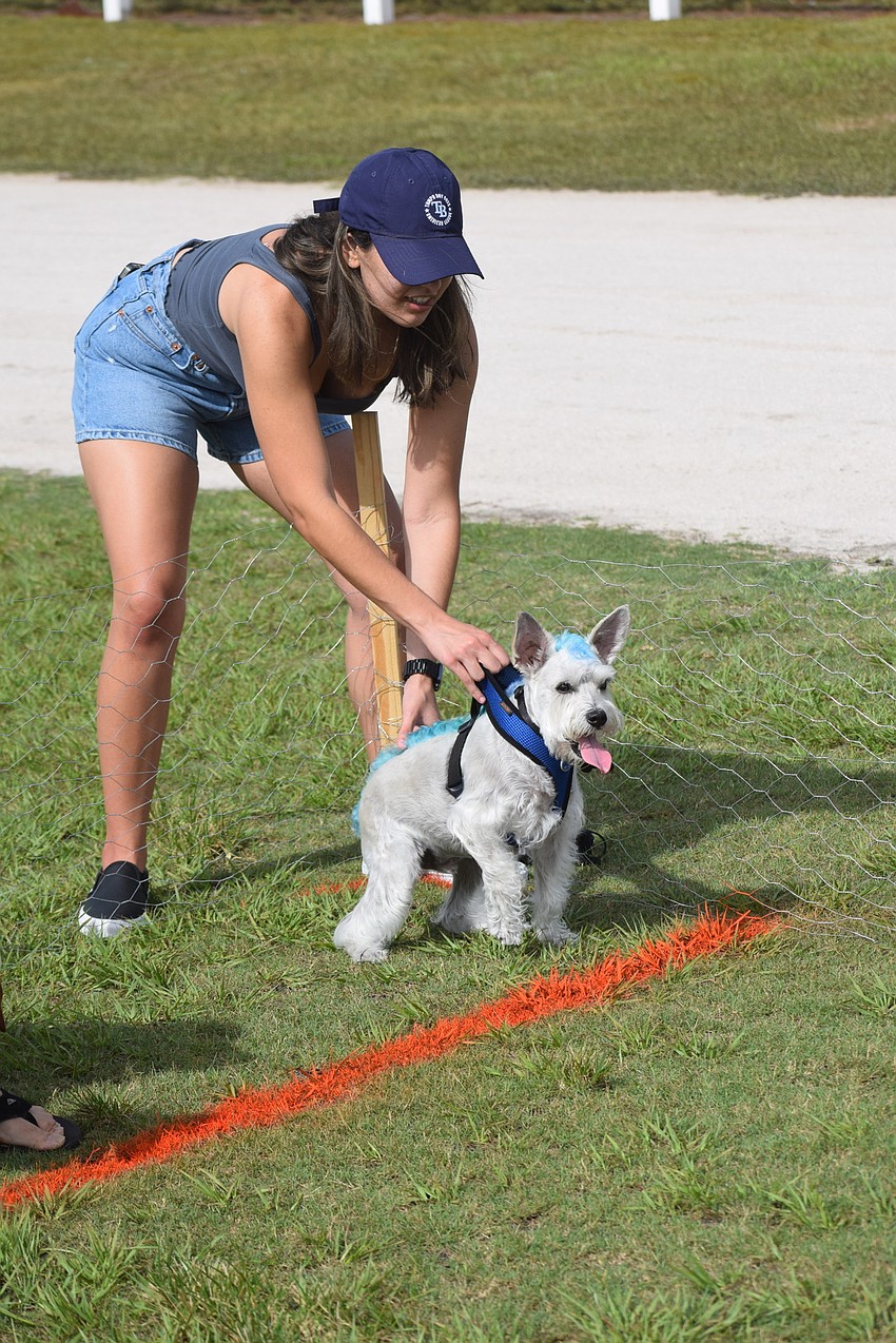 Valeria Colon of Parrish lines up her miniature Schnauzer Bori for the Running of the Pups.