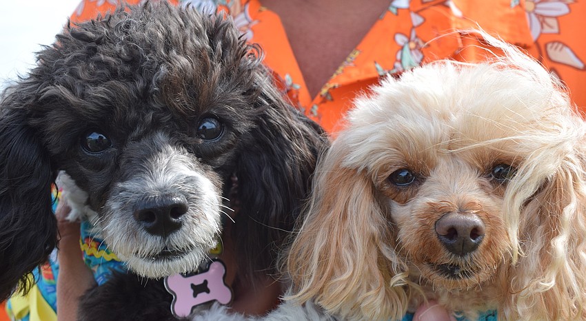 Olive and Margarita, a pair of tea cup poodles, are loving life at the Pups at Premier event with owners Sheila and Eric Nichols.