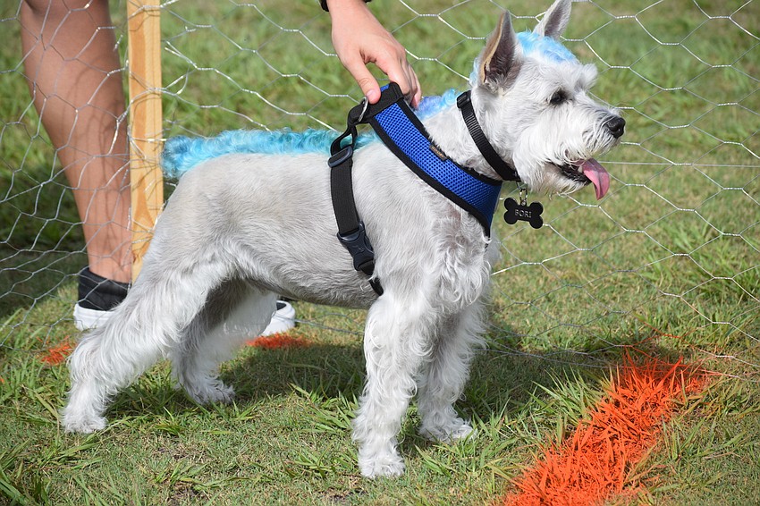 Bori, a miniature Schnauzer, gets ready to start the Running of the Pups.