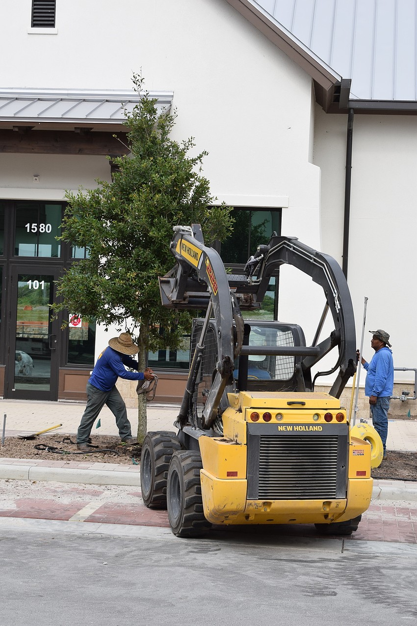 Cathedral oaks will line the streets.