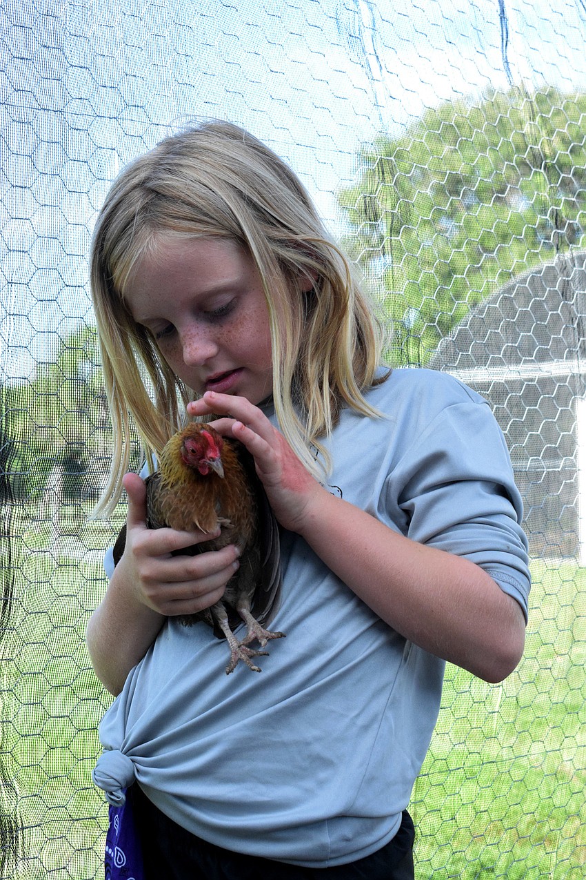 Bailee Sharp, a rising second grader at Barbara A. Harvey Elementary School, pets a chicken.