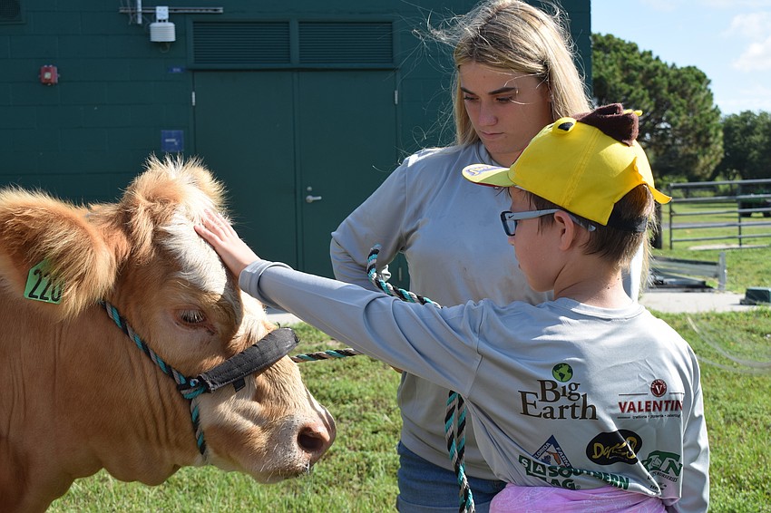 Josie Romine, a rising junior at Lakewood Ranch High School and camp counselor, watches as Lorenzo Vagi, a rising fourth grader at Robert E. Willis Elementary School, shows Linda, a heifer, some love.