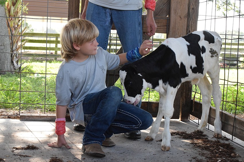 Brock Sampson, a rising fourth grader at Walden Lakes Elementary School, names a calf Licky because she loves to lick people.