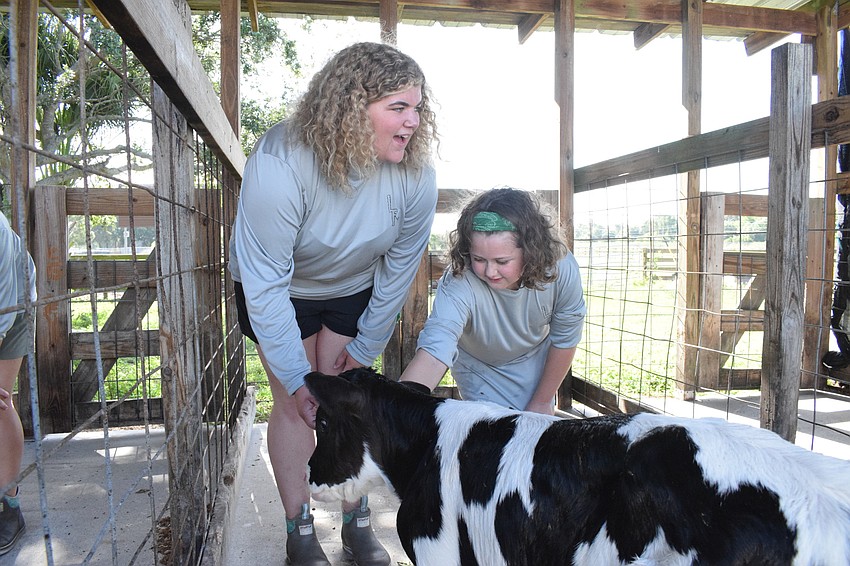 Maddy Hartwig, a rising Lakewood Ranch High School senior and camp counselor, and Abby Barry, a rising fourth grader at Imagine School at Lakewood Ranch, spend time with Crackers, a calf.