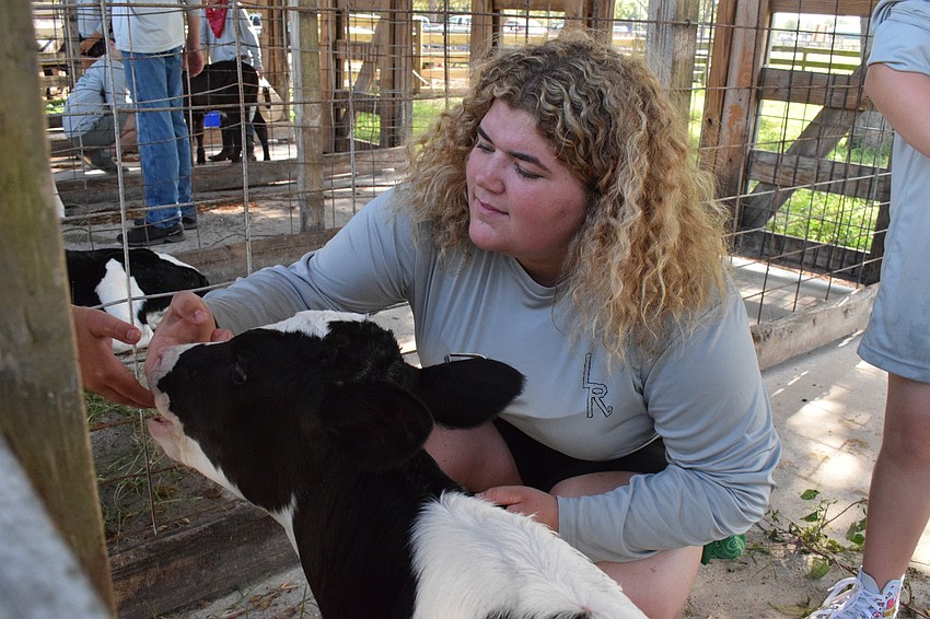 Maddy Hartwig, a rising senior at Lakewood Ranch High School and camp counselor, holds her finger out for a calf to lick.