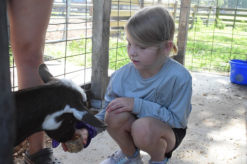 Brynn Shear, a rising fourth grader at B.D. Gullett Elementary School, feeds a goat.