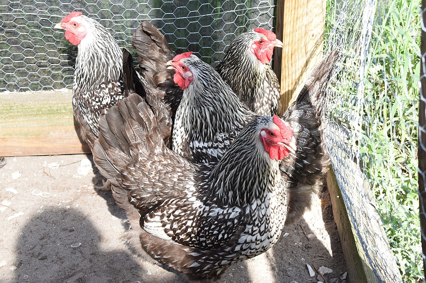 Chickens gather in the corner of the coop. Campers learn how Lakewood Ranch High School Future Farmers of America members care for and raise the chickens.
