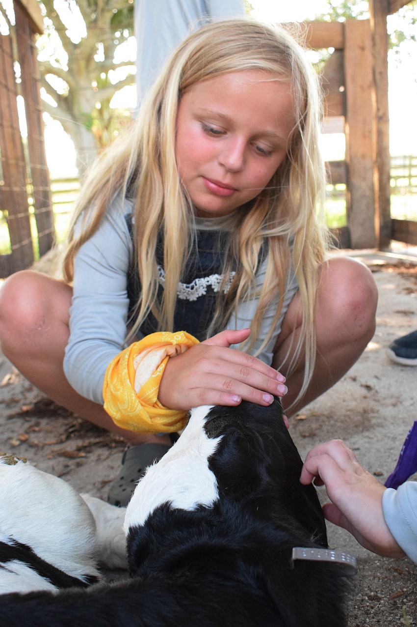 Mia Gorskey, a rising third grader at Gene Witt Elementary School, pets a calf.
