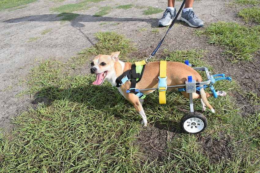 Tiny, who Bradenton's Tracey Hooper bought from an animal rescue with paralyzed back legs, gets around with the help of wheels.