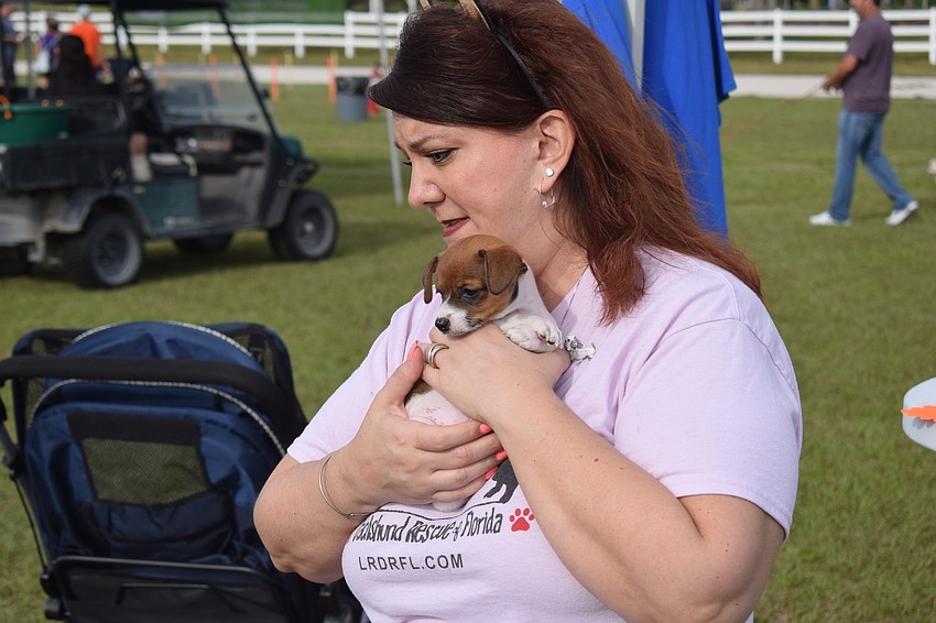 Low Rider Dachshund Rescue volunteer Melanie Roberts holds Gretta, a 7-week-old dachshund. Gretta can be adopted by contacting the Port Charlotte rescue.