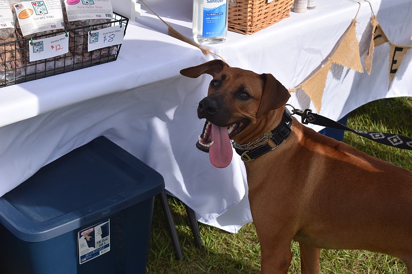 Willow, an 8-month-old Rhodesian ridgeback owned by East County's Ryan Stevens, would love to try some treats at the Oh Yeah! Pet Treats booth.  Oh Yeah! is based in Palmetto.