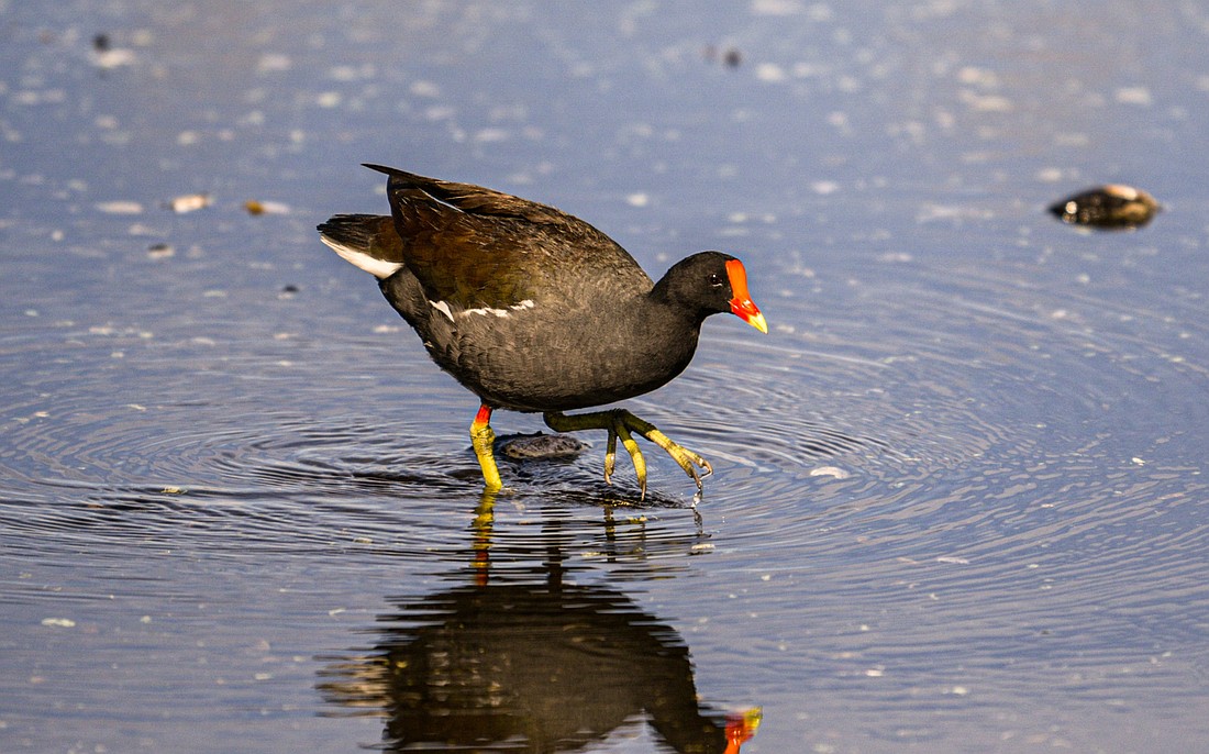 Though without webbed feet, the common gallinule swims well and is able to navigate soft, muddy terrain with ease.